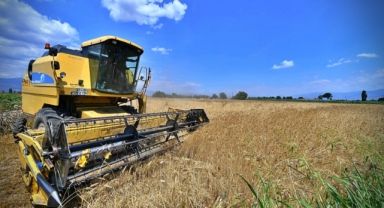 İzmir’de karakılçık buğdayı eken üreticinin yüzü güldü