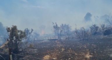 Muğla'nın 3 ayrı yerinde ve Bursa'da orman yangını: Müdahale devam ediyor