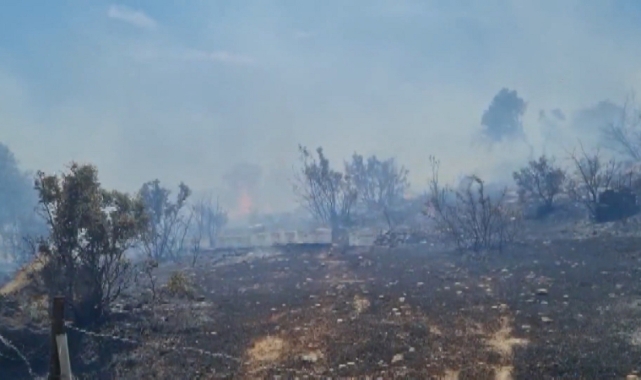 Muğla'nın 3 ayrı yerinde ve Bursa'da orman yangını: Müdahale devam ediyor