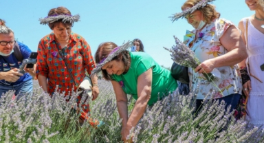 Seferihisar’da lavanta ve ekinezya şenliği 