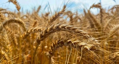 Tarımda çöküş devri! 