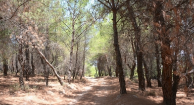 Aliağa'da ormanlara giriş yasaklandı 