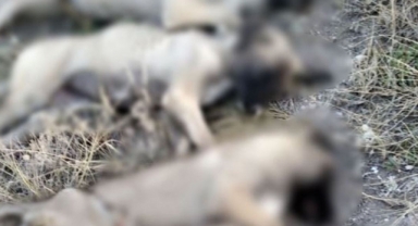 Bayındır'daki katliam ispatlandı: Öldürülen hayvanların gömüldüğü çukurlar bulundu