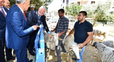 Büyükşehir'den küçükbaş üreticisine destek: Sürüler büyüyor 
