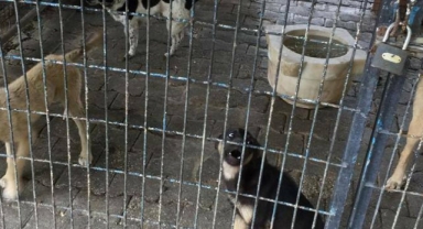 İzmir Barosu: Bayındır’da hayvan katliamı iddiasının takipçisiyiz!