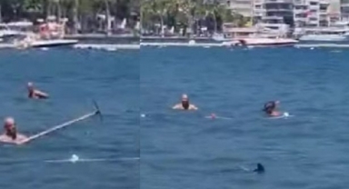 Köpek balığına karşı tırmıklı mücadele 