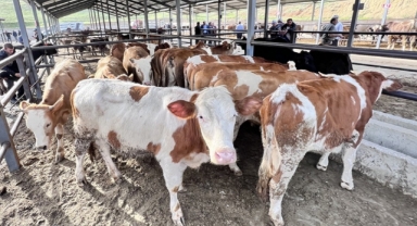 Kurbanlıklarını satamayan üreticiye müjde: Et ve Süt Kurumu alacak