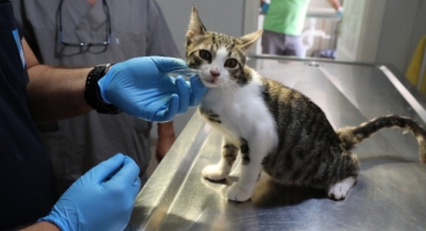 Narlıdere Belediyesi'nden sahipsiz hayvanlara şefkat eli 