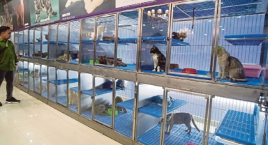 Petshoplarda hayvan satışı yasaklandı 