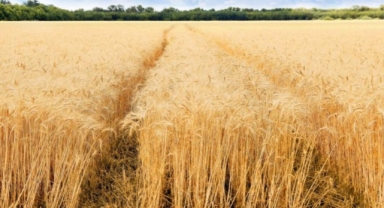 Tahıl Koordinasyon Merkezi açıldı