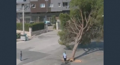 Ağaç polemiği büyüyor: CHP'li Yücel'den 'Gezi' hatırlatması