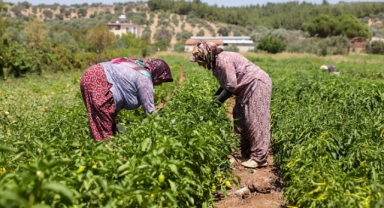 Buca’da üreticinin ilk hasat coşkusu