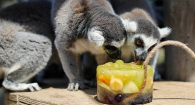 Doğal Yaşam Parkı’nda iştah açan buzlu menü