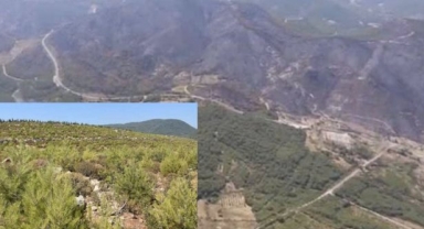 İzmir’de beş yıl önce bin 200 hektar ormanın yandığı alan yeşillendi