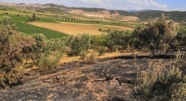 Nesin Vakfı’nın zeytinliklerini kundaklayanlar serbest bırakıldı!