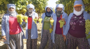 Sofralık sultani taze üzümde 200 milyon dolar ihracat hedefi