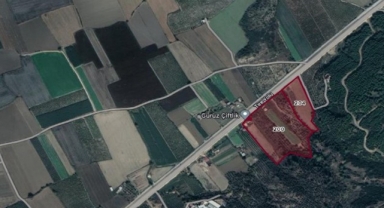 Bakanlıktan Tümülüs kararı... Koruma altına alındı