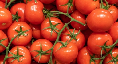 Domates ihracatı izne bağlandı