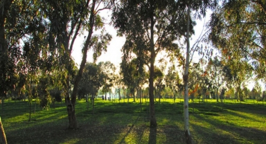 İnciraltı Kent Ormanı için “Harekete Geç”