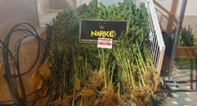 İzmir'de zehir baskını: 253 kök kenevir ele geçirildi