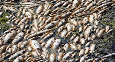 Çevreciler Bakırçay'daki balık ölümlerini mahkemeye taşıdı.... İki Belediye hakkında suç duyurusu