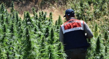 Bingöl’de milyonlarca Hint keneviri ele geçirildi