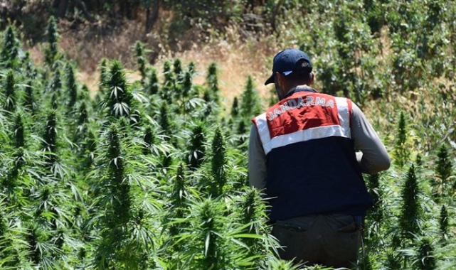 Bingöl’de milyonlarca Hint keneviri ele geçirildi