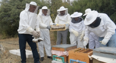 Bornova'da bal sağımı başladı