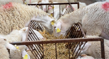 Büyükşehir'den üreticiye hayvan desteği