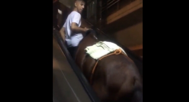 Metro istasyonundaki yürüyen merdivenden çıkan at viral oldu