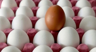 Yumurtaya yeni zam: Kolisi 100 liraya dayandı