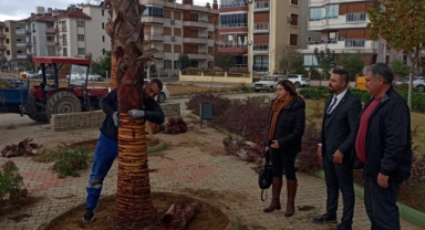 Kooperatiften örnek davranış: “Yakılmış palmiye ağacı haberlerine duyarsız kalamazdım”