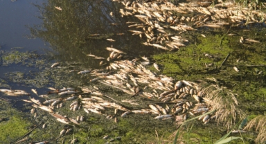 Bakırçay Nehri'ni balıklandırma kurtaracak mı? Çevre mühendisi Tanyeri, cevapladı...