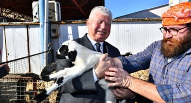 Büyükşehir'den üreticiye küçükbaş hayvan desteği