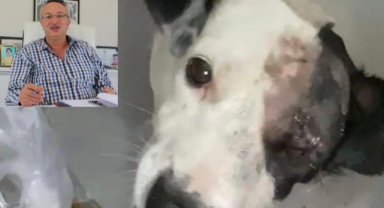 CHP'li eski başkan aday adayı köpekleriyle dehşet saçtı