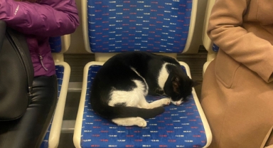 İZBAN'da uyuyan kedi ilgi odağı oldu