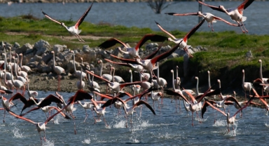 Kurumlar izliyor, Kuş Cenneti kuruyor