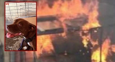 Pitbull cinayetinde sanık tahliye edildi