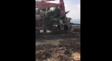 Urla'dan 'ağaç kıyımı' iddialarına yanıt… 