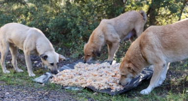 Buca'nın atık yemekleri can dostlarına gidiyor