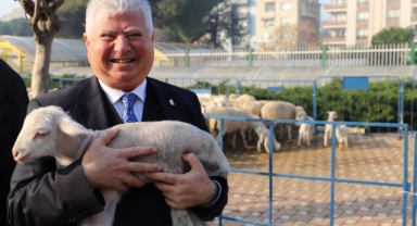 Büyükşehir'den küçük üreticiye destek...Küçükbaş sayısı 2 bini aştı