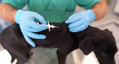 İzmir’de 32 bin sokak köpeğine mikroçip takıldı
