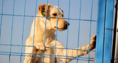 Karabağlar'dan evcil hayvan satıcılarına eğitim