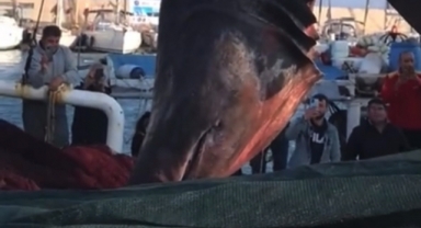 Koruma altındaydı… Bozcamgöz köpekbalığını işte böyle avladılar