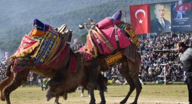 Pehlivan develer Torbalı Arenasına inecek