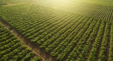 Tarım devi Ege Bölgesi 2022’de de zirvede 