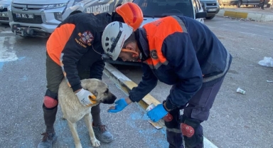 Buca'dan bir yardım eli de can dostlara