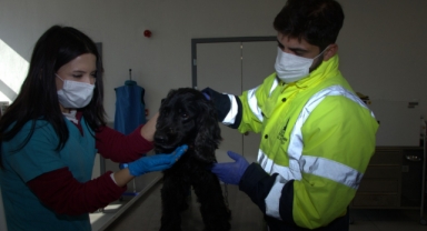 Büyükşehir can dostlarını unutmadı... Enkazdan kurtarılan hayvanlar İzmir’e getirildi