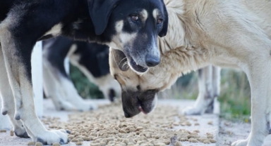 Çeşme Belediyesi can dostları unutmuyor