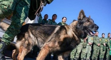 Meksika’dan gelen kahraman köpek 'Proteo' öldü!
